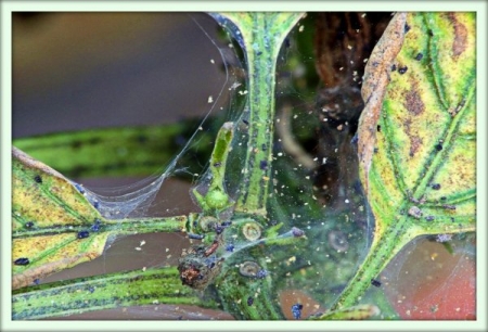 Паутинный клещ (Tetranychus urticae)