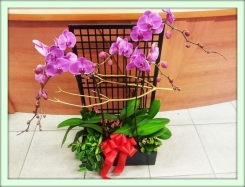 Орхидея (Orchidaceae)