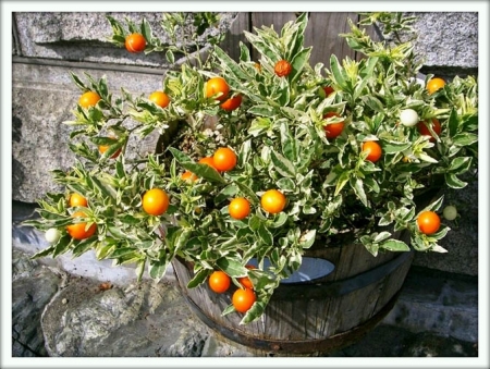Соланум (Solanum)