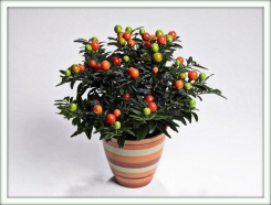 Соланум (Solanum)