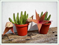 Стапелия (Stapelia)