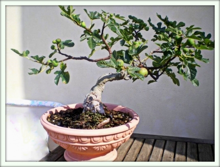 Инжир (Ficus carica)
