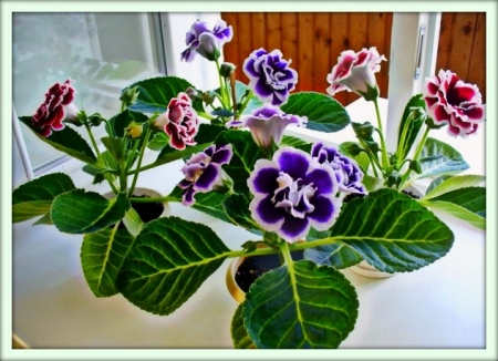 Глоксиния (Gloxinia)