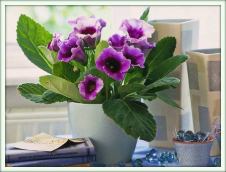 Глоксиния (Gloxinia)