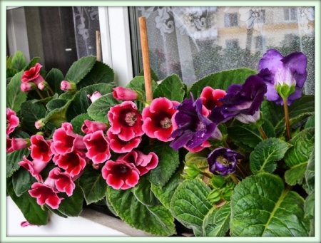 Глоксиния (Gloxinia)